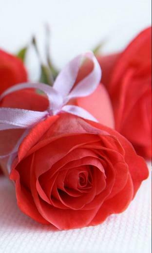 Red Rose Live Wallpaper Android Apps On Google Play