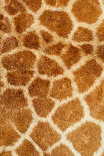 Giraffe Skin Simply Beautiful iPhone Wallpaper