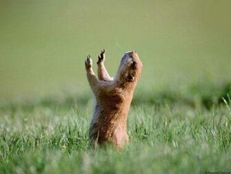 Cute Baby Squirrel HD Wallpaper In Animals Imageci