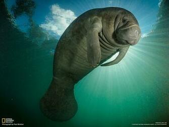 Florida Manatee Animals I Want To See