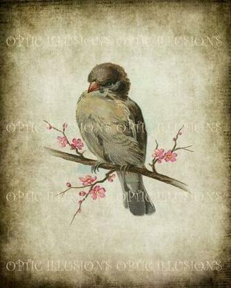 Digital Picture Vintage Bird Illustrations On Old Paper