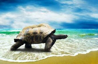 Turtle Computer Wallpaper Desktop Background Id
