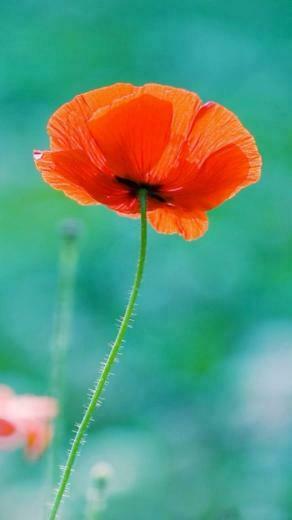 Orange Flower Wallpaper iPhone