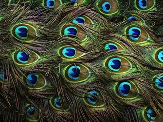 Wallpaper Of Peacock Feathers HD