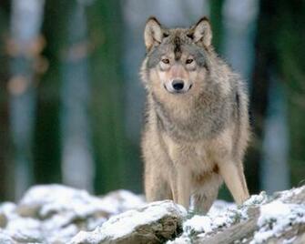 Image Beautiful Wolf Wallpaper Yvt2 Jpg Youngonespack