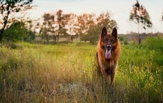 Wallpaper German Shepherd Dog Friend