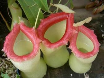 Nepenthes Attenboroughii Wallpaper High Quality