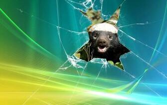 Honeybadgerwindows Windows HD Wallpaper