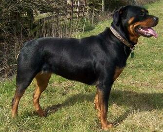 Dog Picture Rottweiler The Wallpaper Best