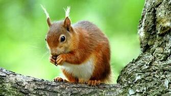 Anima Cute Squirrel Wallpaper