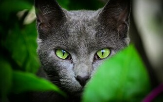 Black Cat Green Eyes Color Wallpaper
