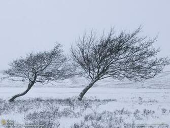 Windy Winter Wallpaper Stock Photos