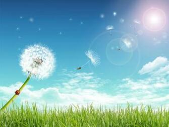 Beautiful Summer Wallpaper Backround HD For Htc First New Phone