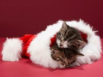 Cat Sleeping Christmas Kittens Animals Cats HD Desktop Wallpaper