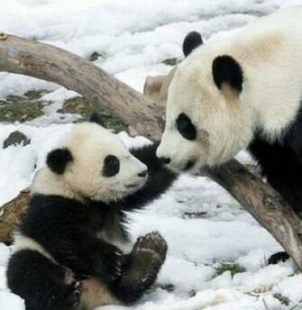 Cute Baby Panda Bear Pictures