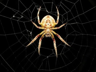 Spider Wallpaper