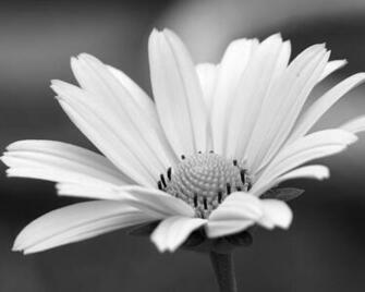 Black And White Daisy Wallpaper
