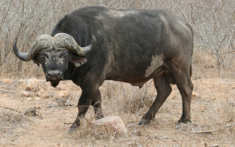 Wildebeest Background Animals Animales Animaux Animal Wallpaper