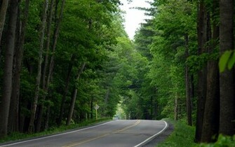 Forest Full HD Nature Background Wallpaper For Laptop Widescreen Jpg