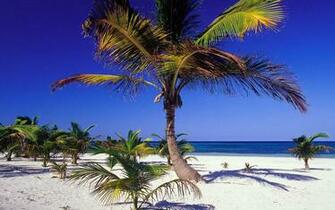 Palm Trees On The Beach Wallpaper