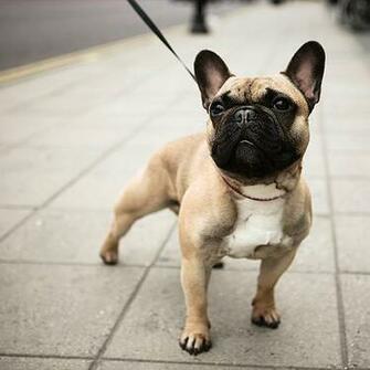 French Bulldog Playing Wallpaper Dog Breeds Picture