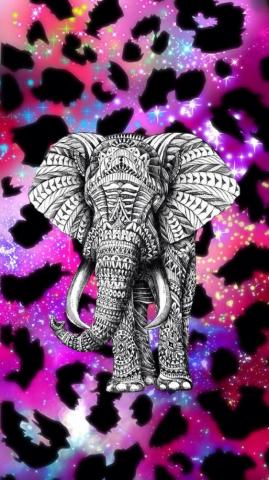 A Picture From Kefir S Kefirapp W Elephant