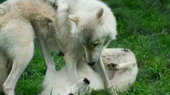 Wallpaper Wolves Grass Game Couple Two 4k Ultra