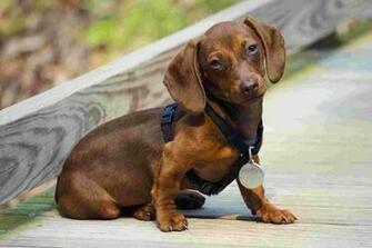 Pics Photos Dachshund Puppy Dogs Wallpaper