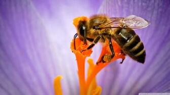 Honey Bee Wallpaper