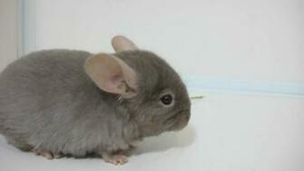 Wallpaper Chinchilla Animal Black