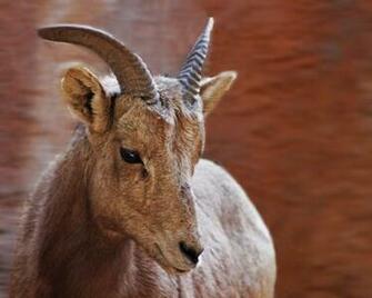 Female Bighorn Sheep Wallpaper