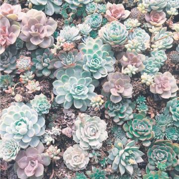Succulent Scrapbook Paper By Recollections Succulents Wallpaper