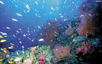 Under The Sea Wallpaper