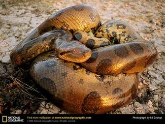 Wallpaper Animals National Geographic
