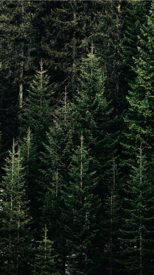 Best Trees iPhone HD Wallpaper