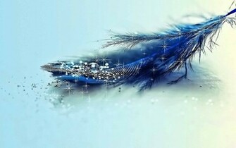 Feather Wallpaper HD Photos One Pictures Background