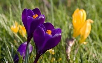 Spring Wallpaper Category Of HD Screensavers