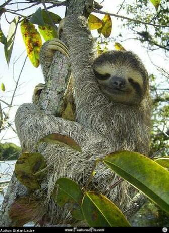 Three Toed Sloth Featured Wallpaper