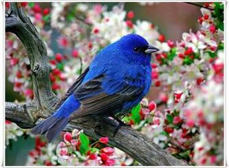 Colorful Blue Bird Wallpaper Animals