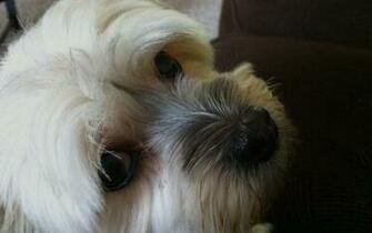 My Dog Maggie