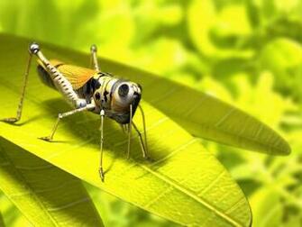 Wallpaper Yellow Grasshopper