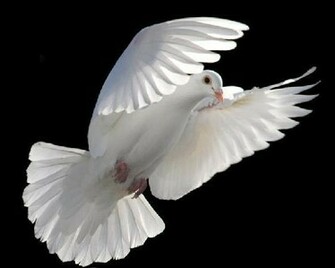 White Dove High Quality Wallpaper Cute Pure