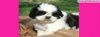 Shih Tzu Cover