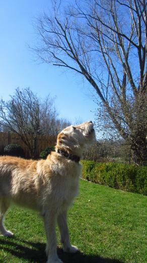 Labradoodles Image My Labradoodle HD Wallpaper And Background