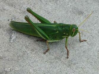 Grasshopers Wallpaper