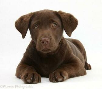 Wp33580 Chocolate Labrador Pup Lucie Months Old