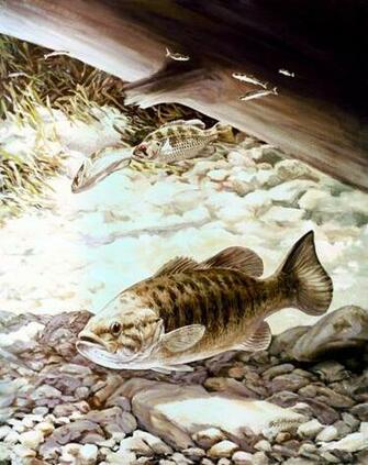 Small Mouth Bass Pictures Information Wallpaper Photos