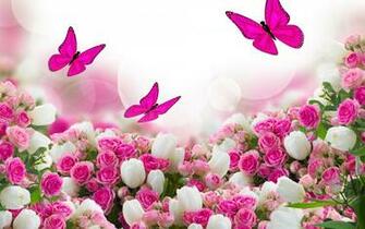 Pics Photos White Rose Garden