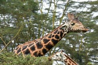 Lake Nakuru National Park Kenya Pictures