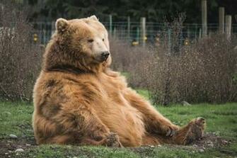 Brown Bear Wallpaper Image Pictures HD For Mobile